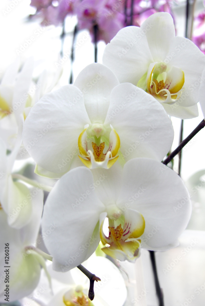 orchids orchids