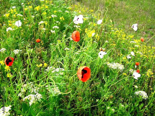 wild flowers
