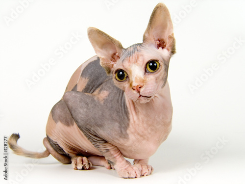 Photos the canadian sphynx