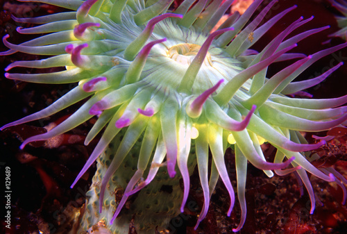 Fotografija pink-tipped anemone