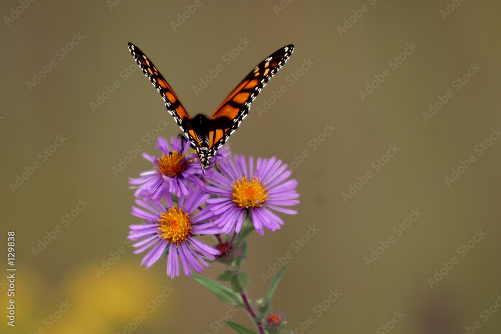 Obraz na plátně monarch butterfly 2