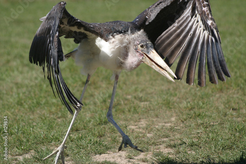 marabou stork