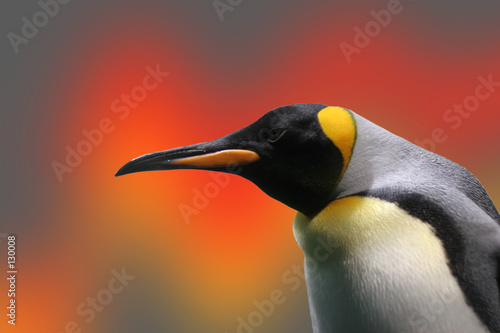Canvas Print penguin