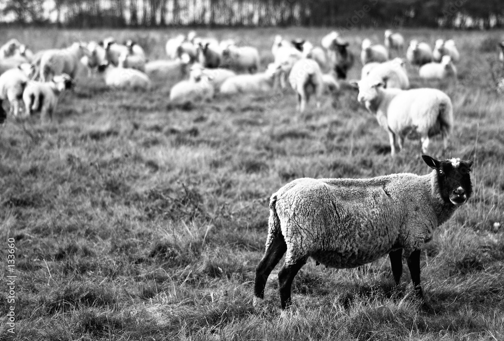 Fototapeta premium mouton