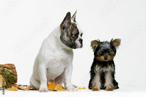bouledogue et yorkshire