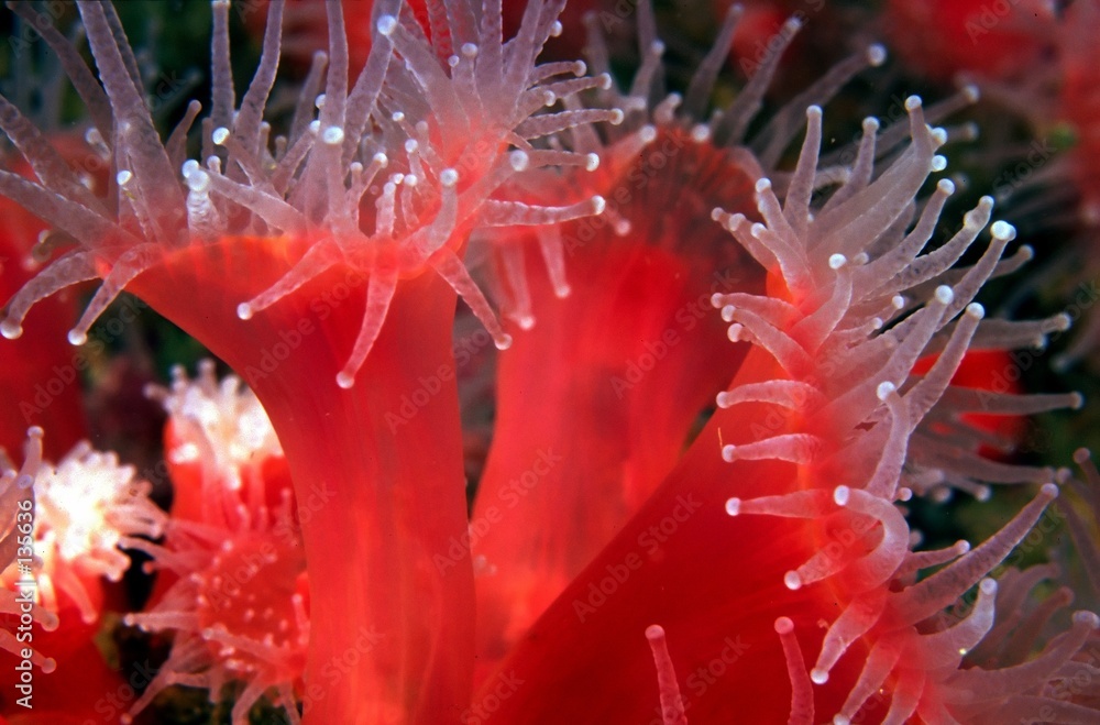 Fotografie club-tipped anemones