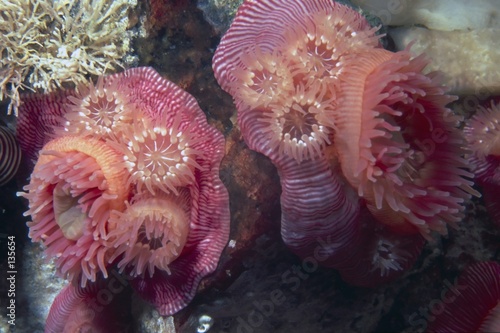 brooding anemones © Kerry