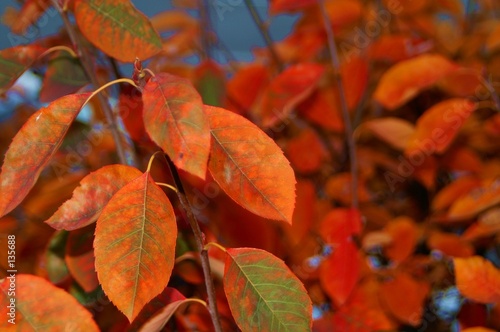 orange leaves