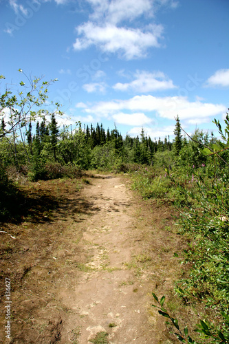 pathway in woods
