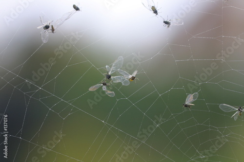 flies trapped in spider web