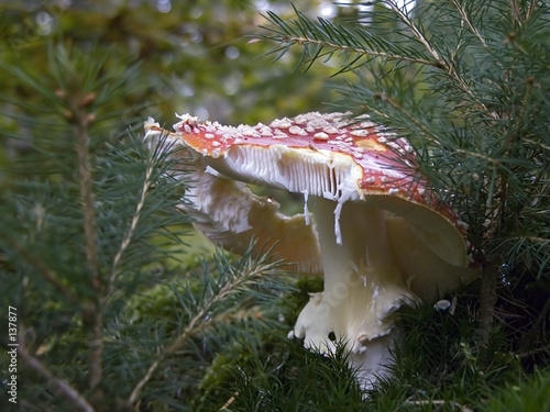 fliegenpilz