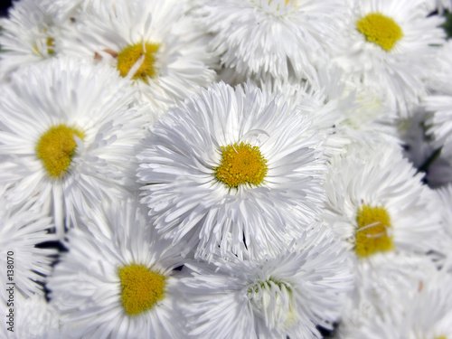 white daisy