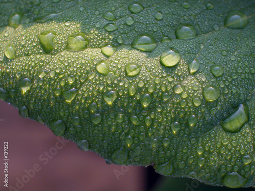 wassertropfen auf grünem blatt