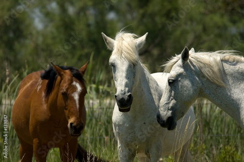 horses