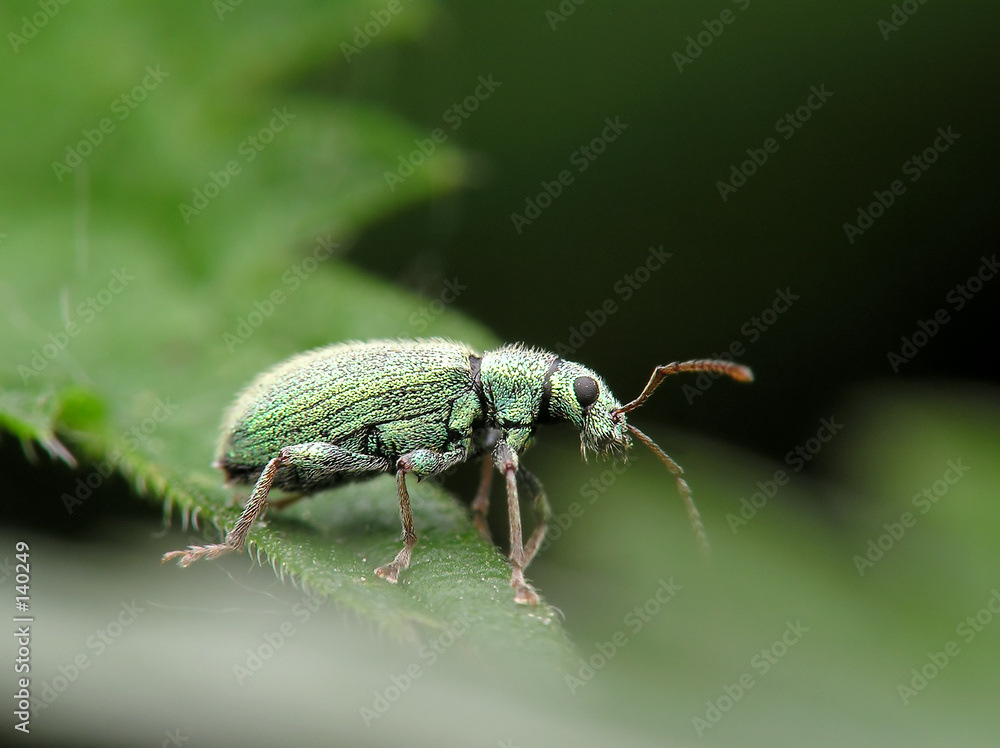 beetle beetle