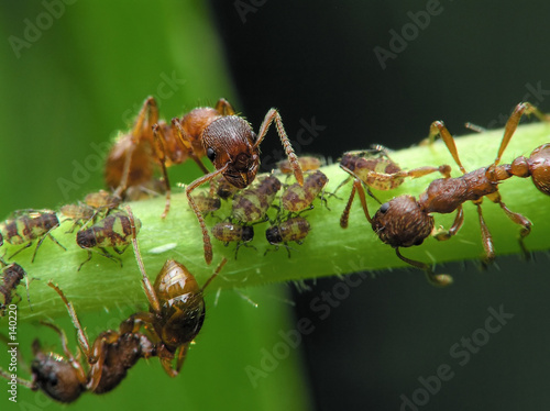 ants & aphis © Marek Kosmal