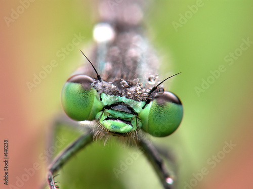 dragon-fly © Marek Kosmal