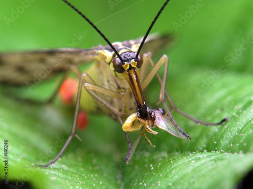 predatory fly © Marek Kosmal
