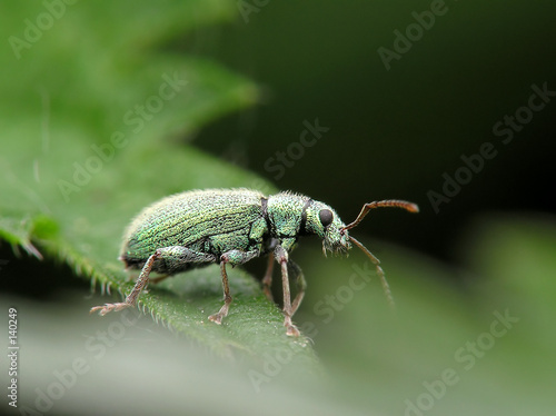 beetle © Marek Kosmal