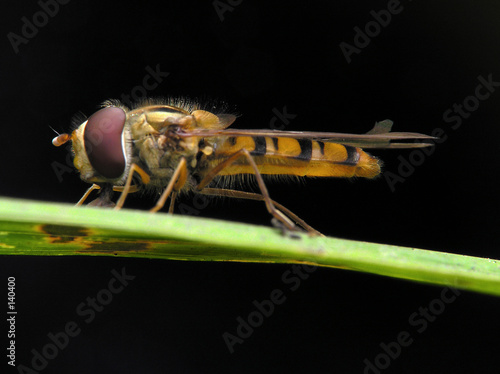 fly or bee