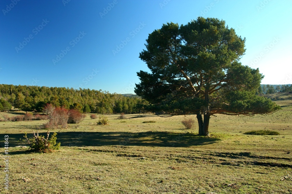 Obraz premium pino albar solitario