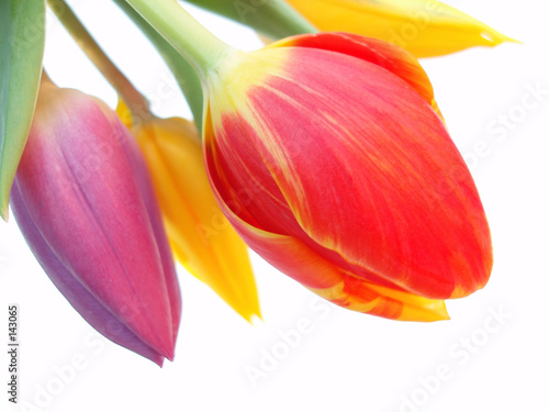 bunch of red, purple and yellow tulips