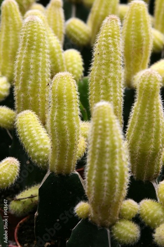 cactus flowers photo