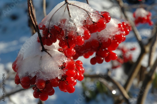 the first frost.