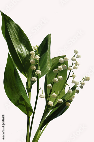 lily of the valley.