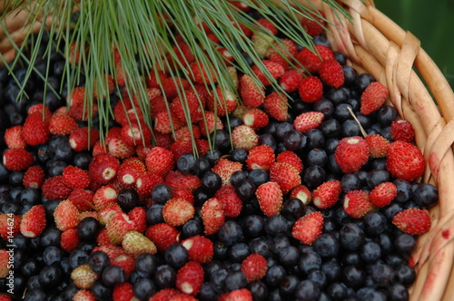 the wild berries. Fototapet