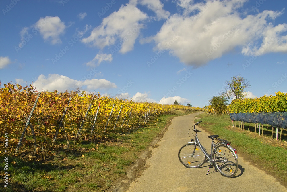 bicycle in wineyards