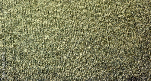 textura de lana