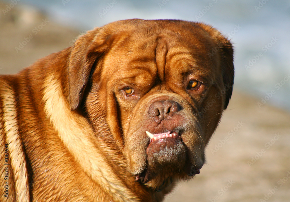 chien vampire chien vampire