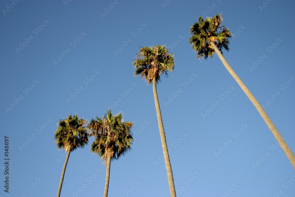 Fotografie group of palms