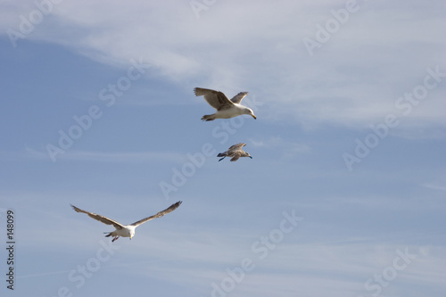 seagulls in flight 2