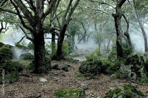 forest fog