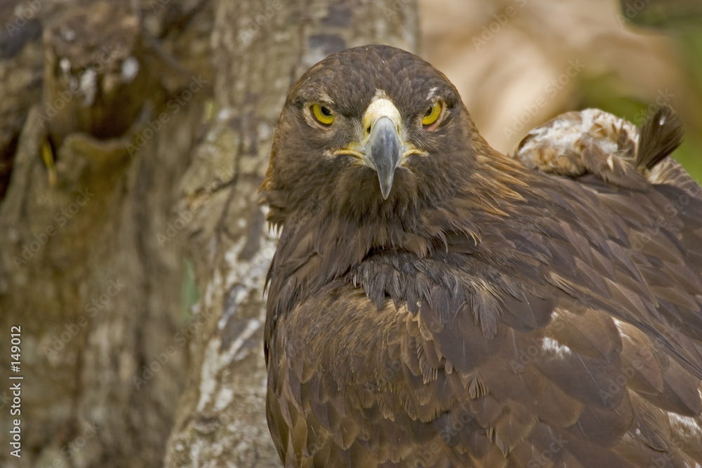 eagle eagle