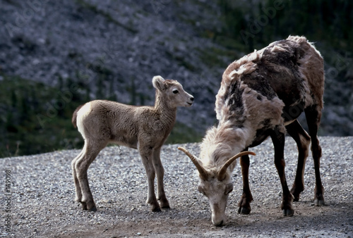 mother and calf