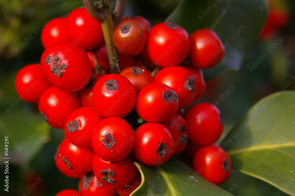 holly berries 05