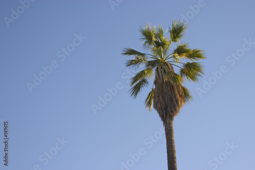 single palm tree