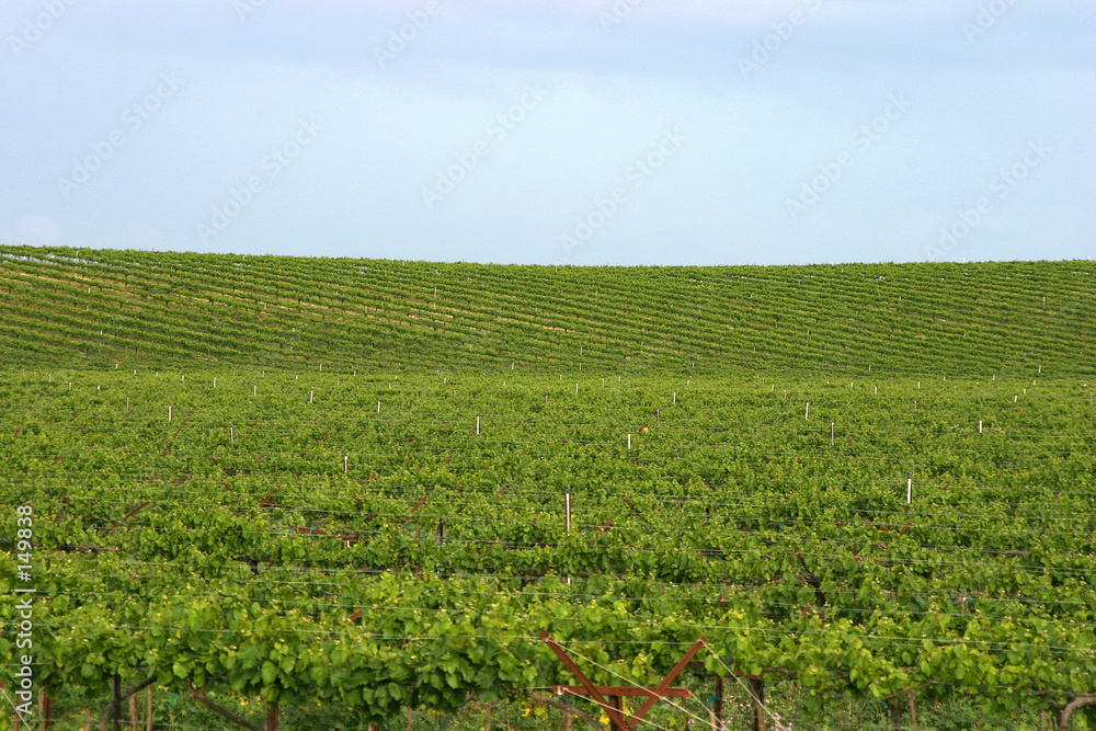 vineyard 5