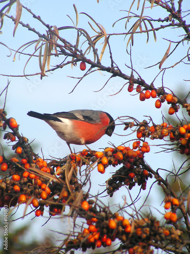 bullfinch