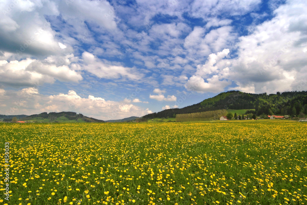 spring spring