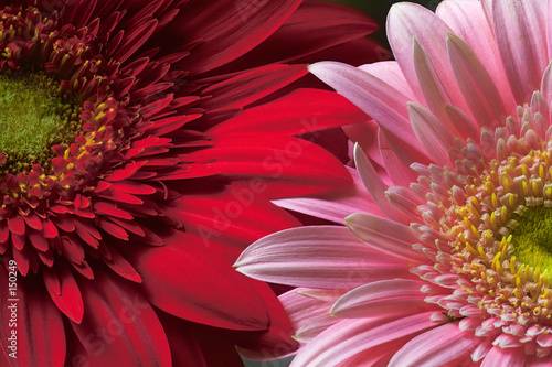 red and pink  flower
