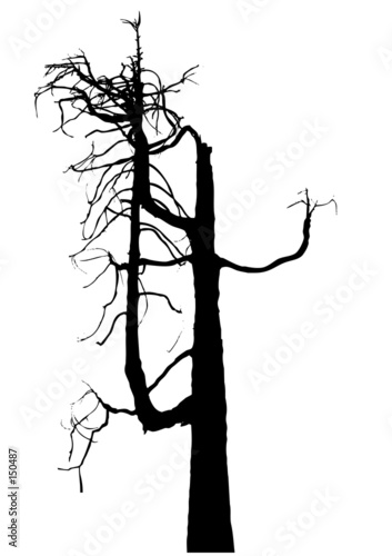 dead tree photo