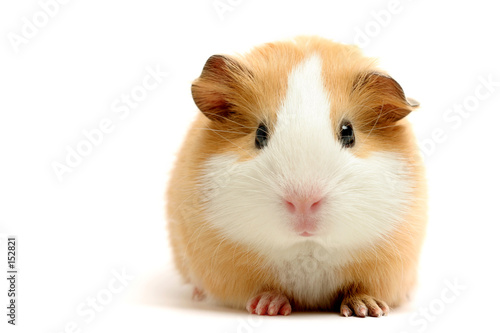 guinea pig over white photo