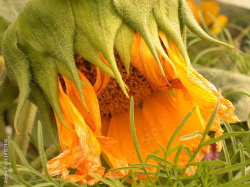 niedergeschlagene Sonnenblume