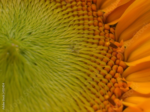 sonnenblume iii