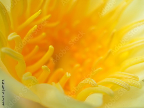 orange-gelbe zottelige blüte