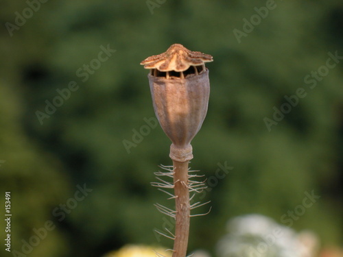 klatschmohn wachturm